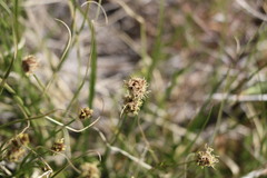Carex duriuscula