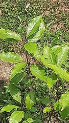 Cinnamomum micranthum