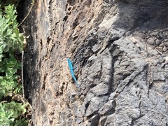 Urosaurus clarionensis