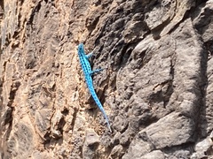 Urosaurus clarionensis