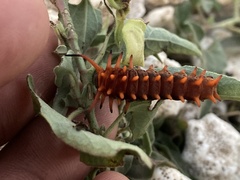 Battus philenor insularis