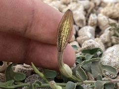 Battus philenor insularis