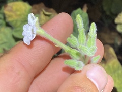 Nicotiana stocktonii