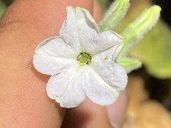 Nicotiana stocktonii