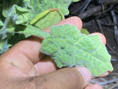 Nicotiana stocktonii