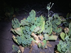 Nicotiana stocktonii