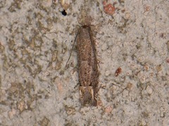 Epiblema minutana