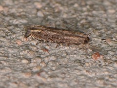 Epiblema minutana