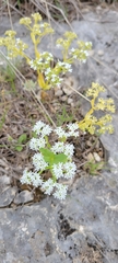 Valerianella amarella