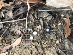 Christinus marmoratus