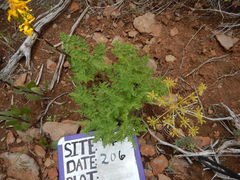 Lomatium dissectum dissectum