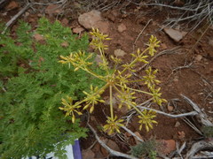Lomatium dissectum dissectum