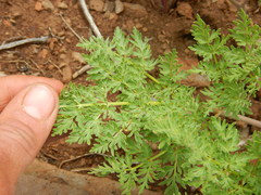 Lomatium dissectum dissectum