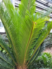 Cycas revoluta