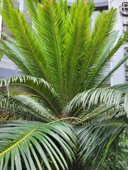 Cycas revoluta