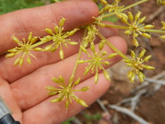 Lomatium dissectum dissectum