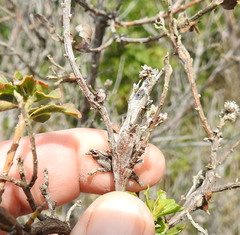 Rhopalomyia baccharis