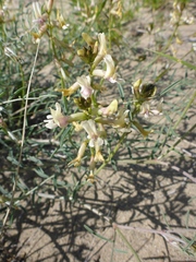 Astragalus sclerocarpus