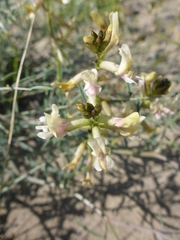Astragalus sclerocarpus