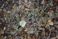 Calystegia collina venusta