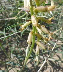Astragalus sclerocarpus