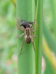 Pardosa pseudoannulata