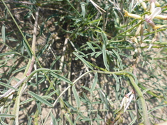 Astragalus sclerocarpus