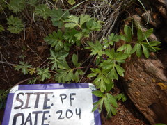 Hydrophyllum capitatum