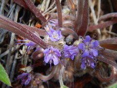 Hydrophyllum capitatum