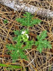 Cnidoscolus stimulosus image