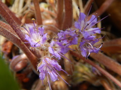 Hydrophyllum capitatum