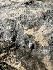 Echinolittorina ziczac