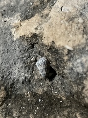 Echinolittorina ziczac
