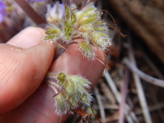 Hydrophyllum capitatum