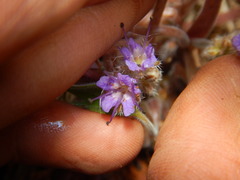 Hydrophyllum capitatum