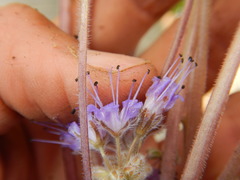 Hydrophyllum capitatum