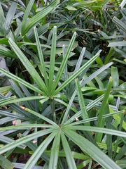 Rhapis excelsa