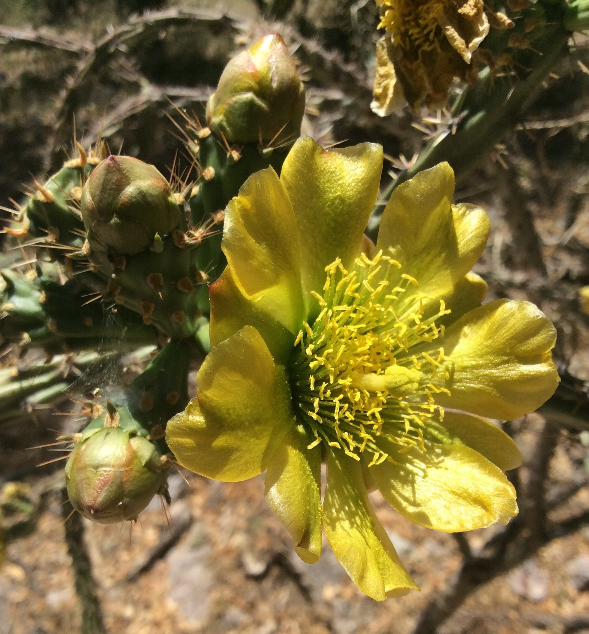 Cylindropuntia thurberi