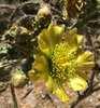 Thurber's Cholla - Photo (c) rpmundo, some rights reserved (CC BY-NC), uploaded by rpmundo