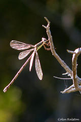Lestes virgatus