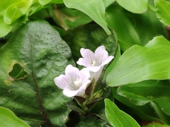 Strobilanthes reptans