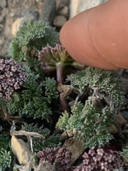 Cymopterus aboriginum