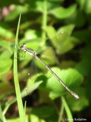 Lestes virgatus