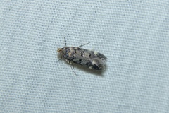 Chionodes formosella