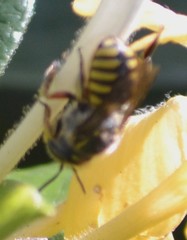 Anthidium manicatum
