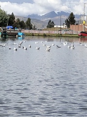 Chroicocephalus serranus