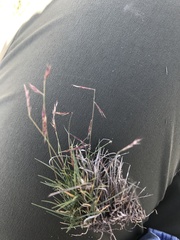 Bouteloua trifida