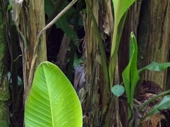 Pheugopedius sclateri