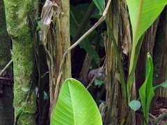 Pheugopedius sclateri