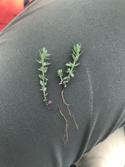 Galium virgatum